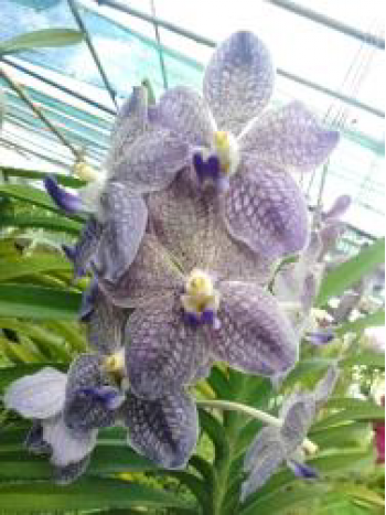 Ванда (V. tessellata x V. sanderiana)